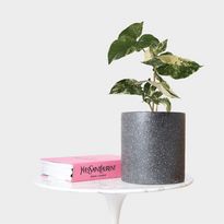 Syngonium Fantasy in Jardin Terrazzo Pot Black with Book on Marble Table from The Good Plant Co