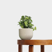 Syngonium Pixie Plant with Pot Gift set from The Good Plant Co.