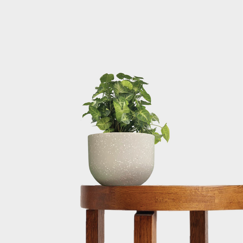 Syngonium Pixie and Pot Gift