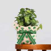 Syngonium Pixie and pot gift in peach leaf-pattern wrapping with a printed green ribbon on a wooden table.
