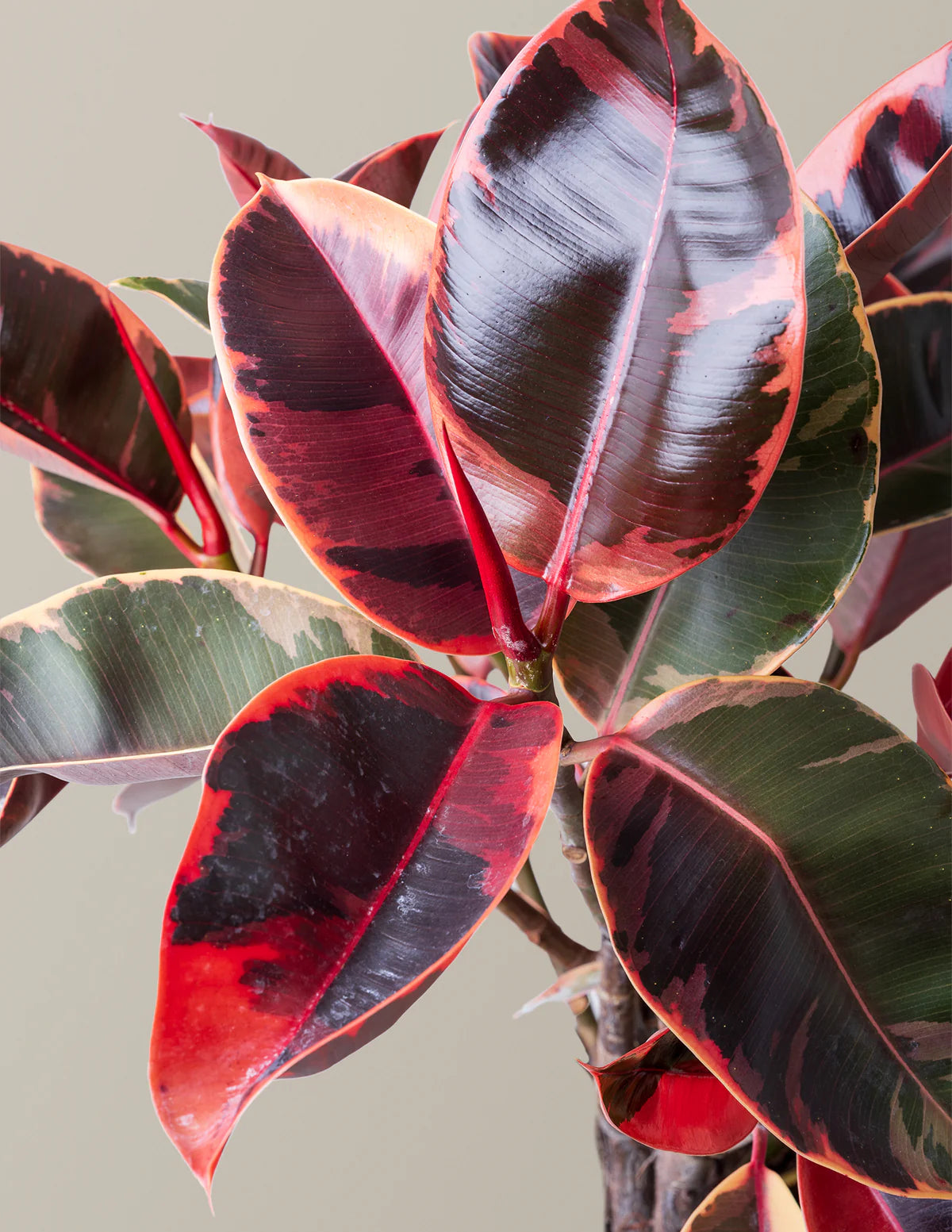 Ficus Elastica Ruby