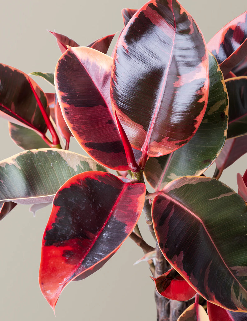 10 Inch Ficus Ruby Ficus Elastica Ruby