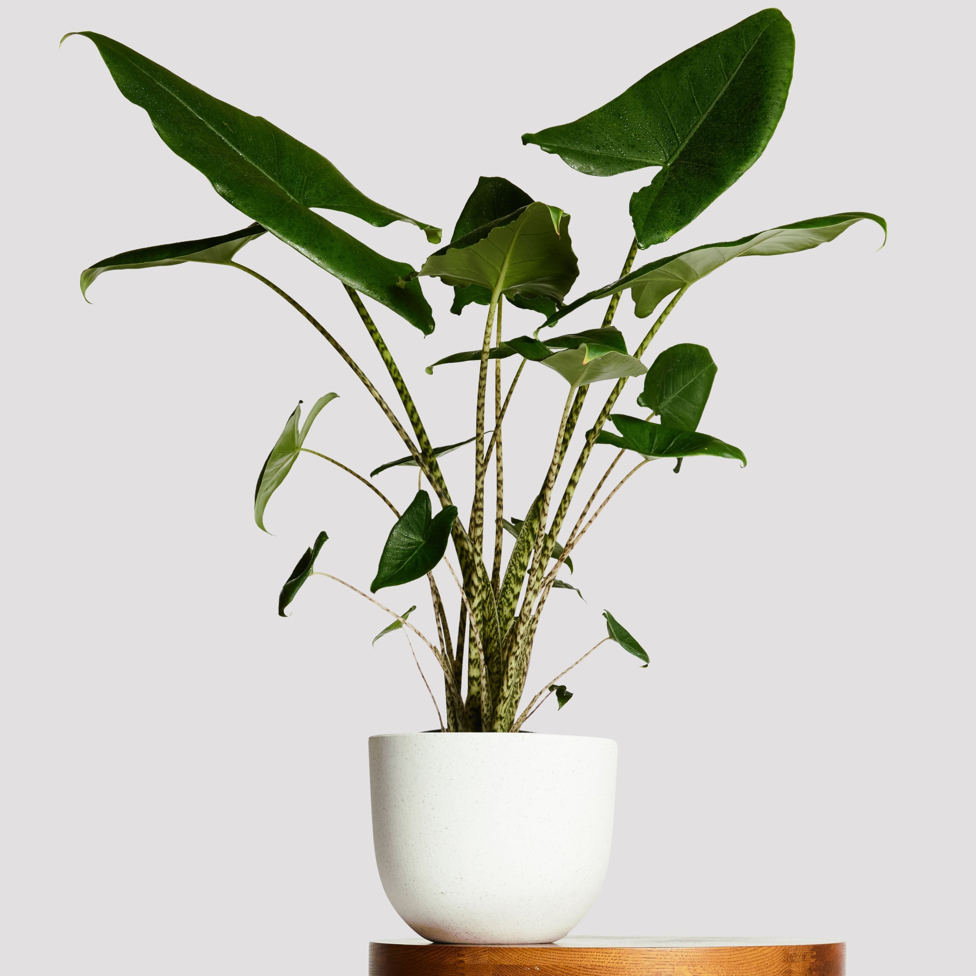 Alocasia Zebrina plant in white pot on timber table, displaying its distinctive zebra-striped stems