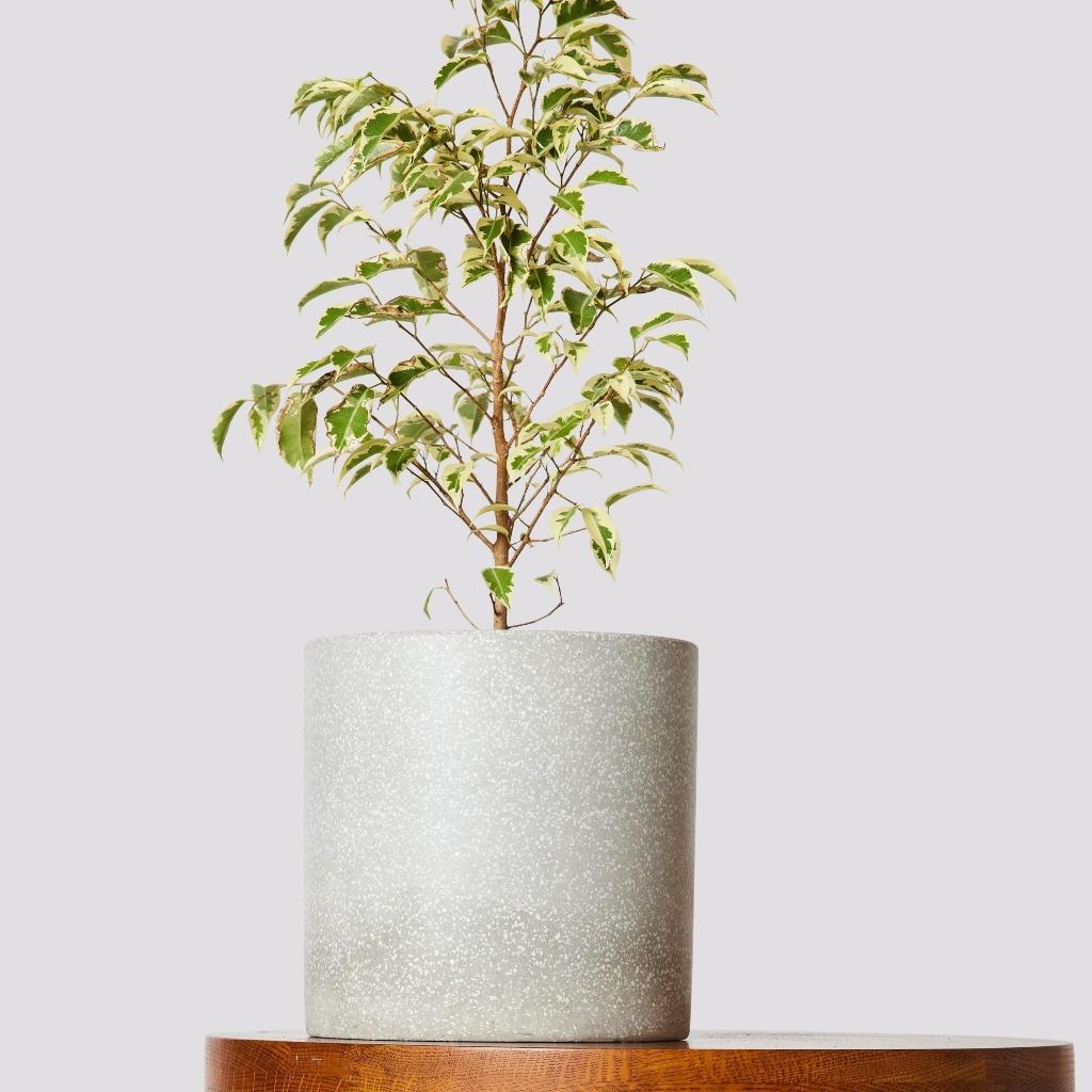 Ficus Benjamina Starlight Indoor Plant in Jardin Grey Pot at The Good Plant Co