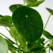 Lush  round green leaves of the Chinese Money Plant