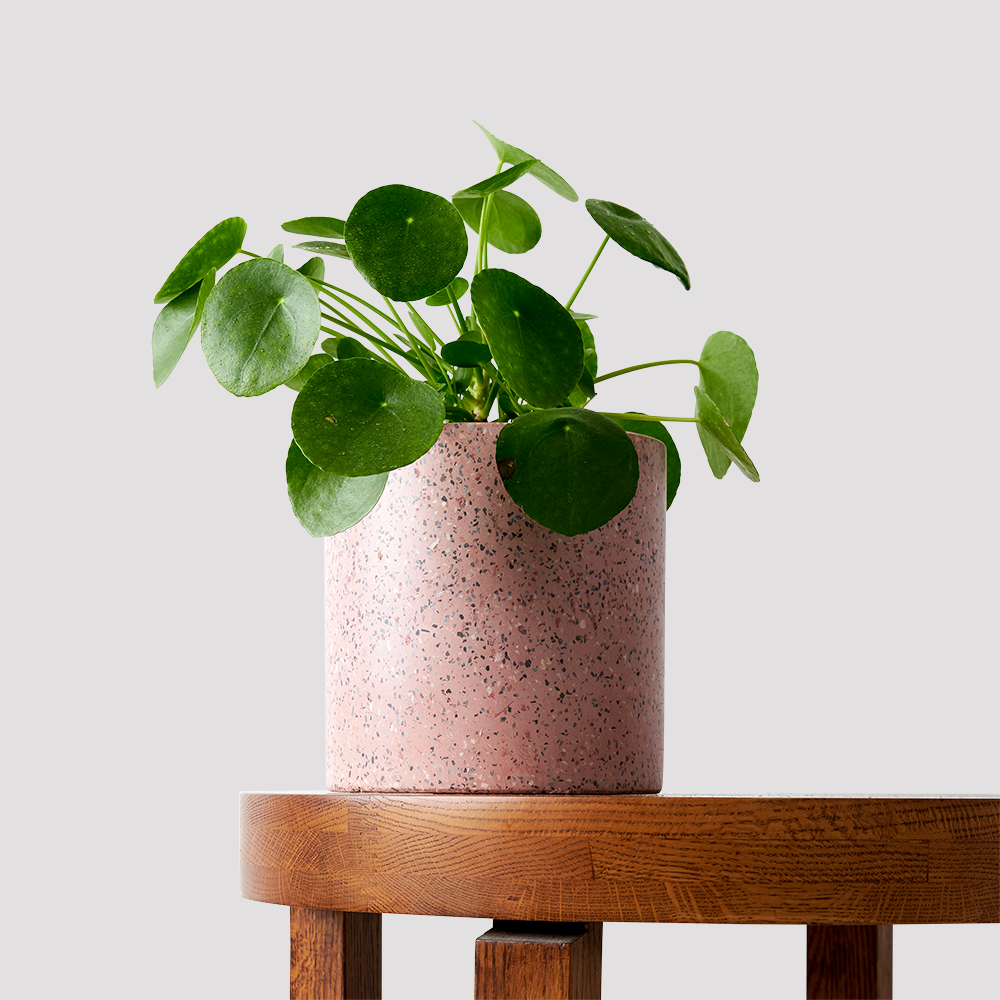 Jardin Pink Terrazzo Pot with Chinese Money Plant