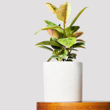 Ficus Shivereana in Jardin Terrazzo Pot White on table from The Good Plant Co