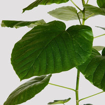 Ficus Umbellata Indoor Plant Leaf at The Good Plant Co