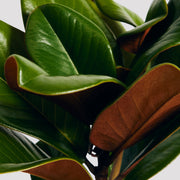 Magnolia Teddy Bear Leaf