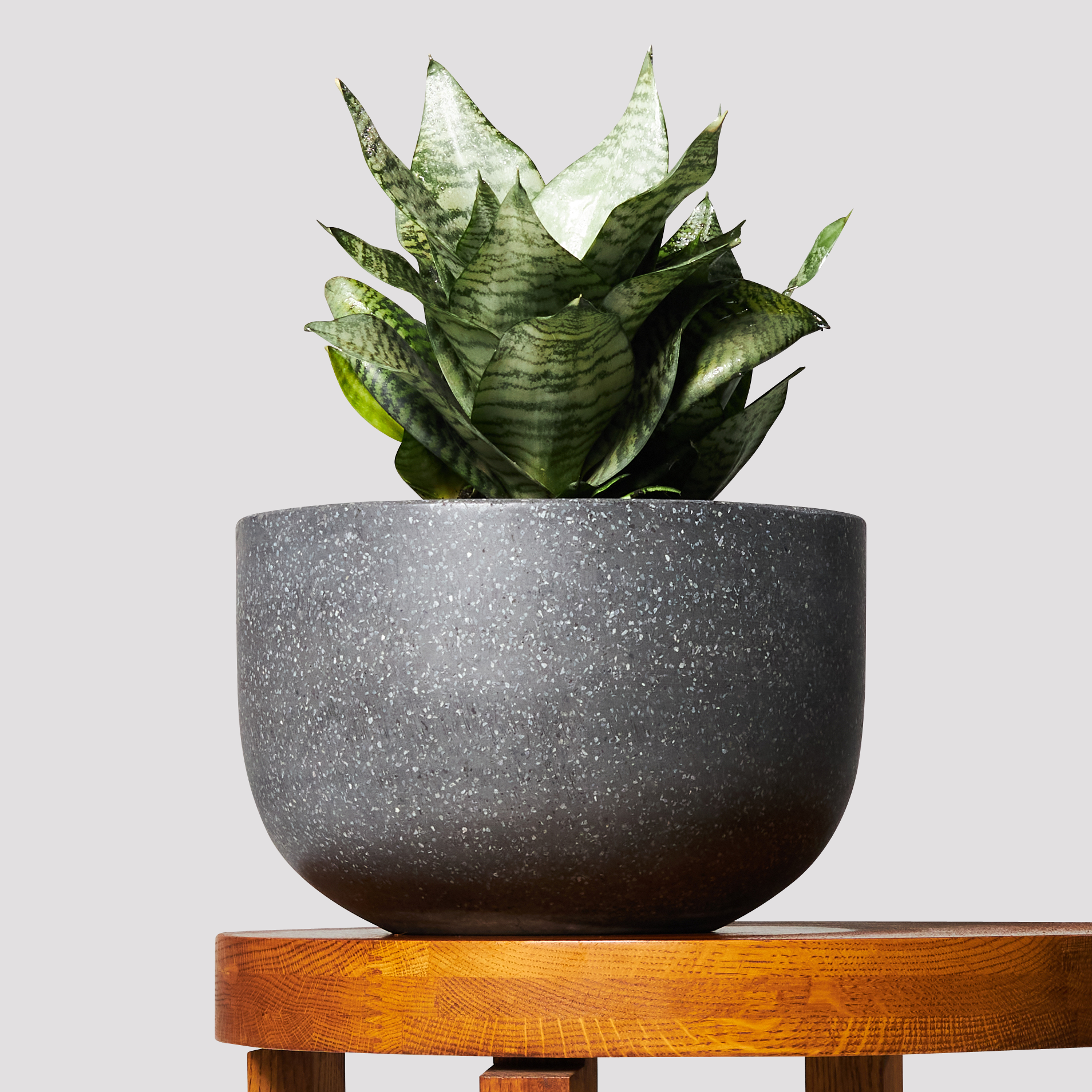 Pierre Terrazzo Black Plant Pots with Sanseveria Hahnii