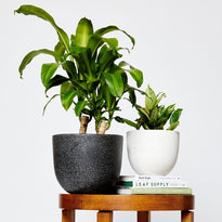 Happy Plant for sale in Pierre Black Pot on Table The Good Plant Co