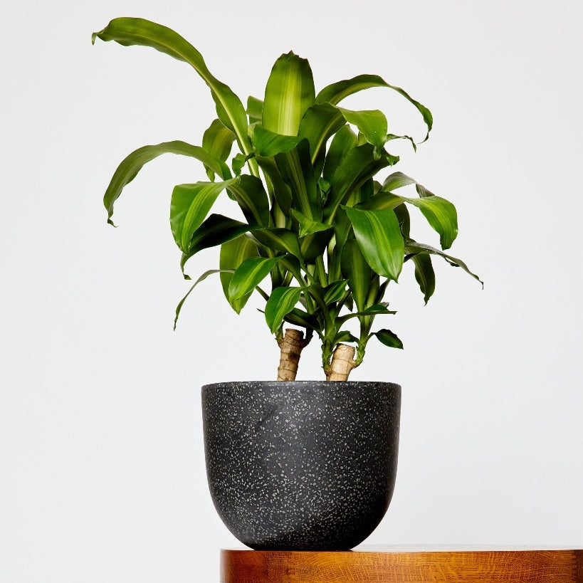 Buy Happy Plant in Pierre Black Pot at The Good Plant Co