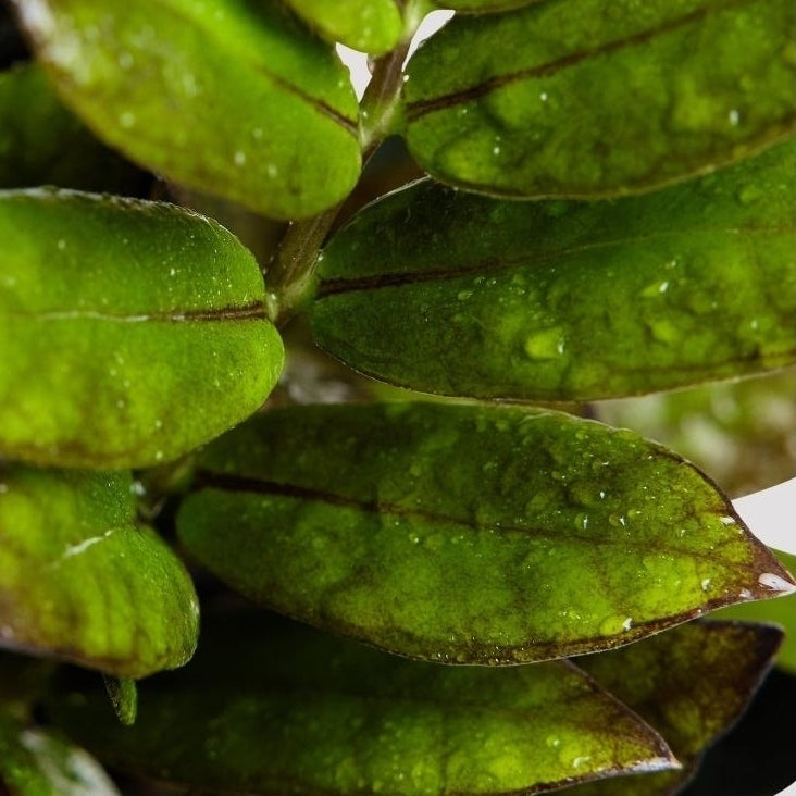 Jungle Warrior Indoor Plant Leaf at The Good Plant Co