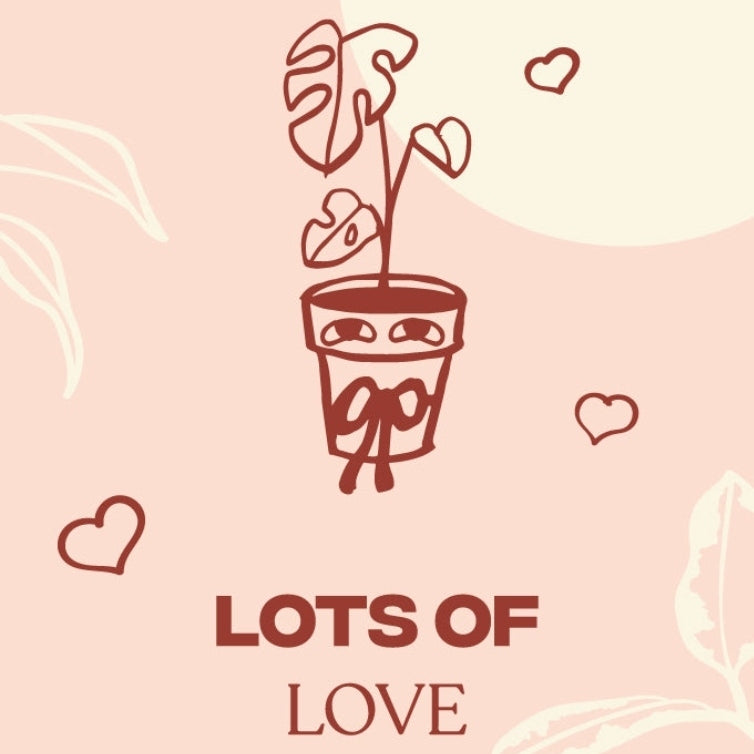 Lots Of Love Gift Tag Indoor Plant 