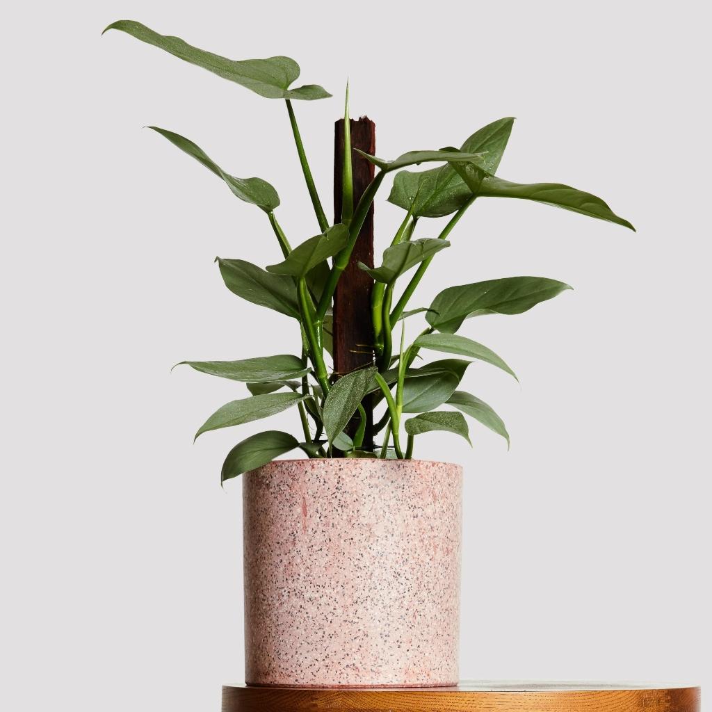 Philodendron Silver Sword in Jardin Pink Plant Pot at The Good Plant Co