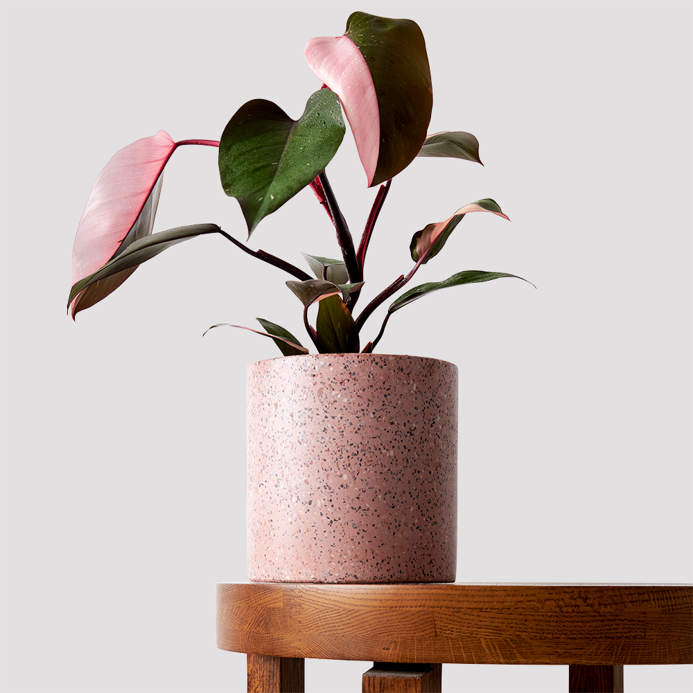 Jardin Pink Plant Pots Indoor with Philodendron Pink Princess