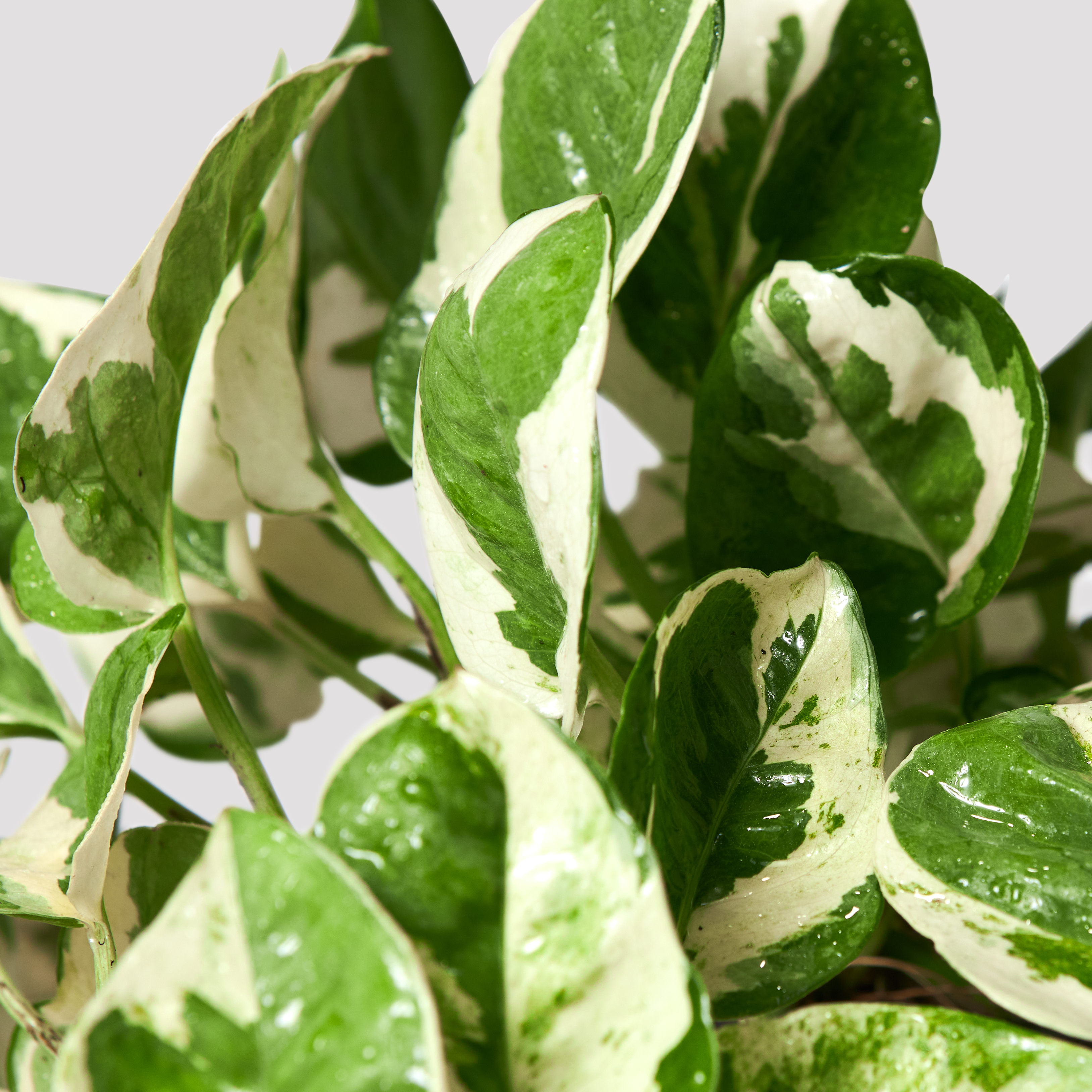 Pothos Snow Queen leaf