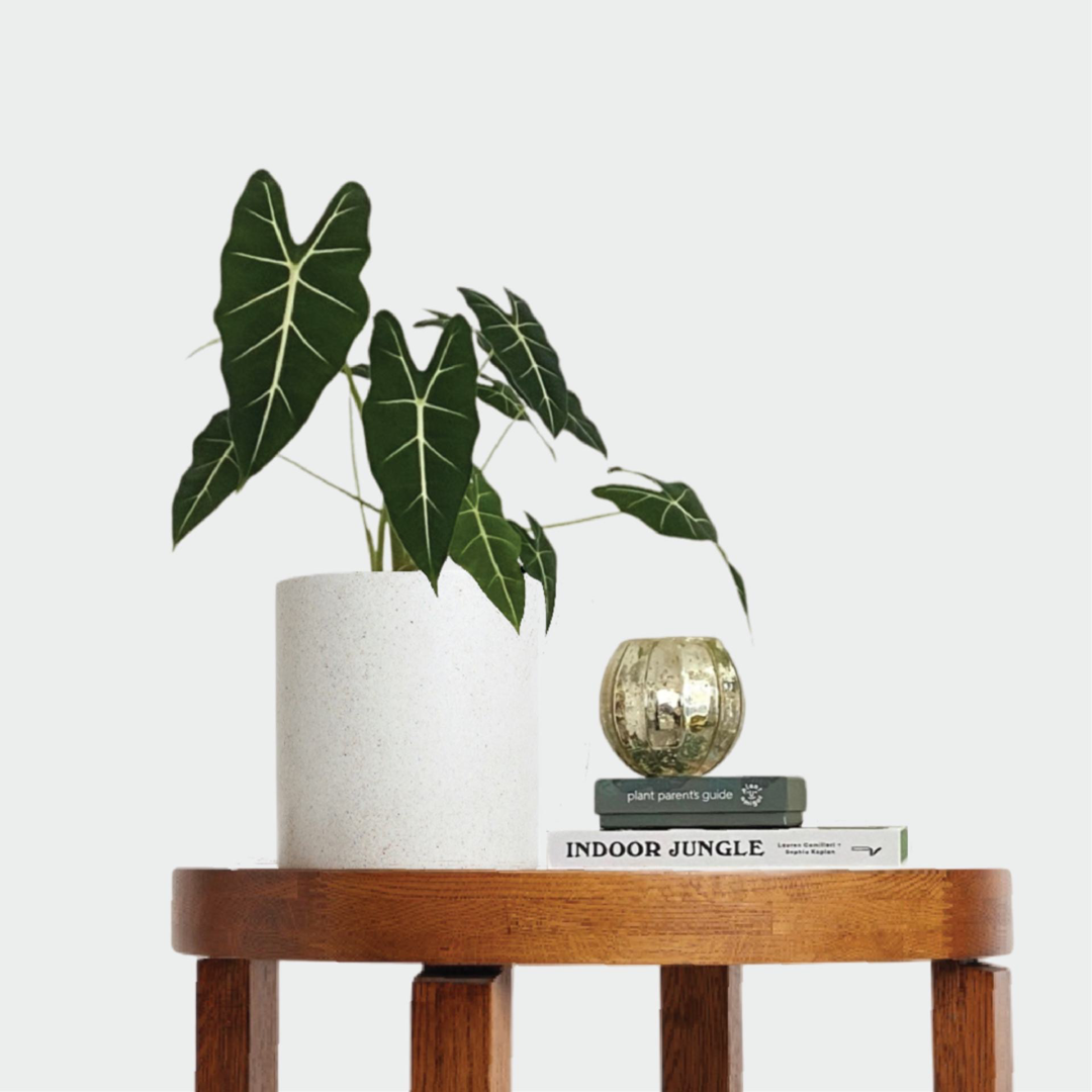 Elegant Alocasia Frydek Green Velvet in a white pot with accessories on a timber table 