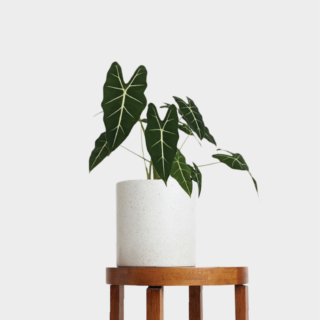 Dark Green Alocasia Frydek Green Velvet in White Pot in White on Table 