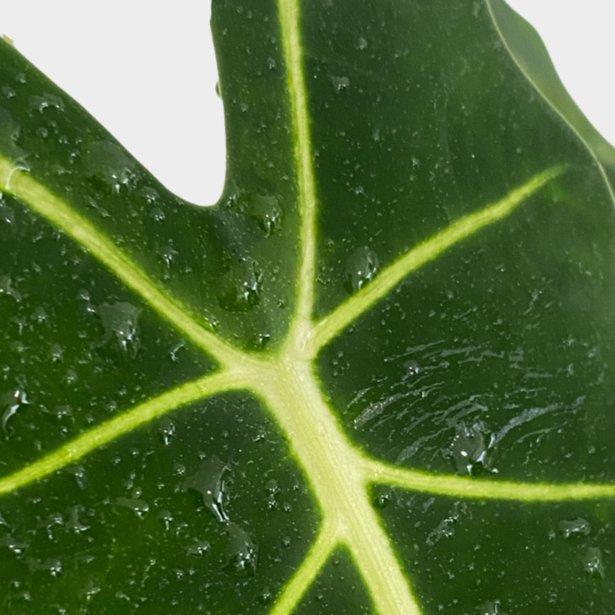 Alocasia Frydek Green Velvet Leaf is dark and velvety with striking white veins 