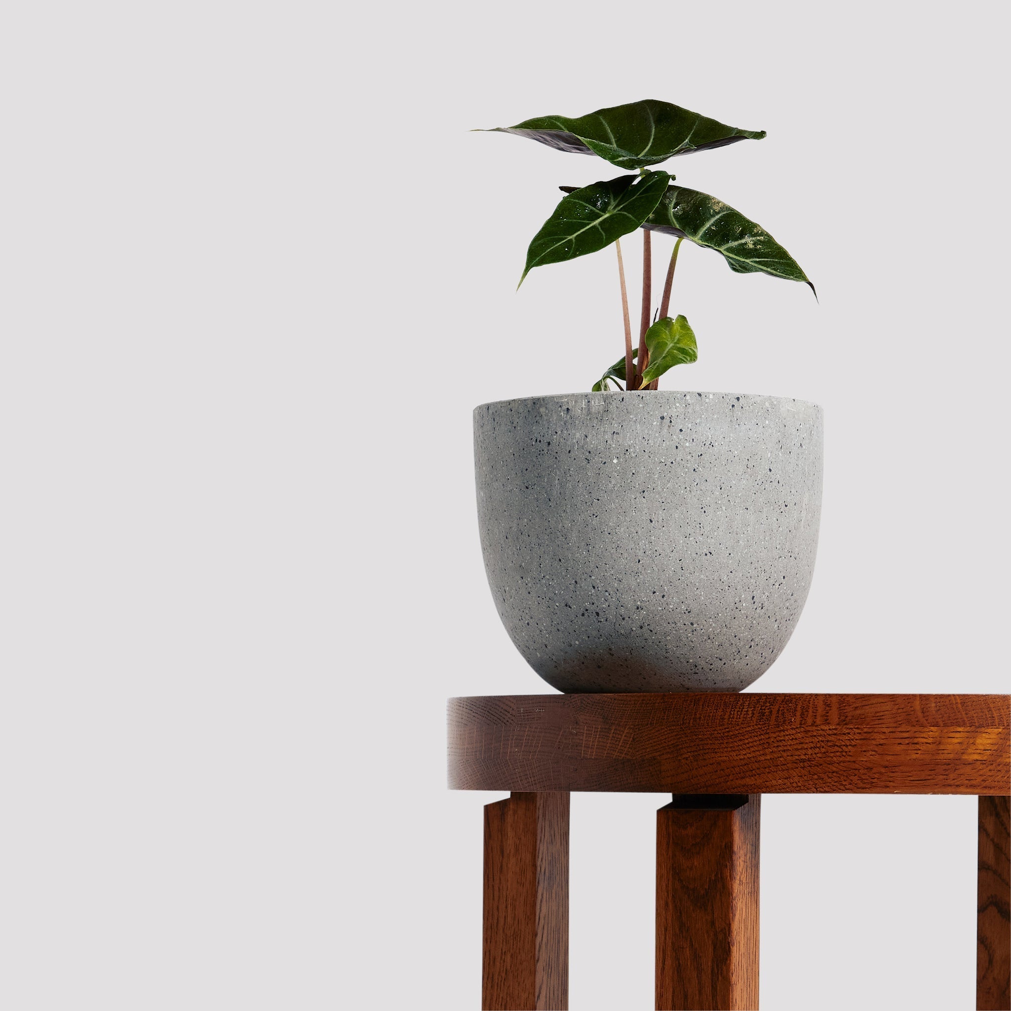 Exotic Alocasia Morocco plant in a grey Pierre Terrazzo pot, offered by The Good Plant Co