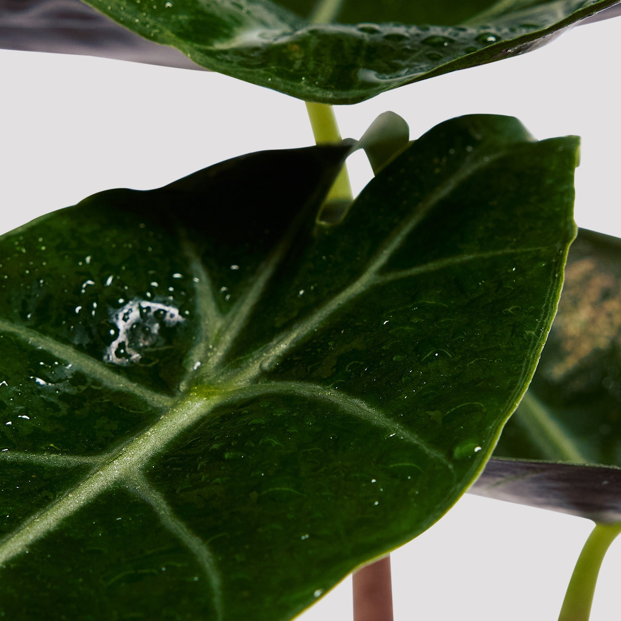 Green leaf of Alocasia Morocco Plant with white veins