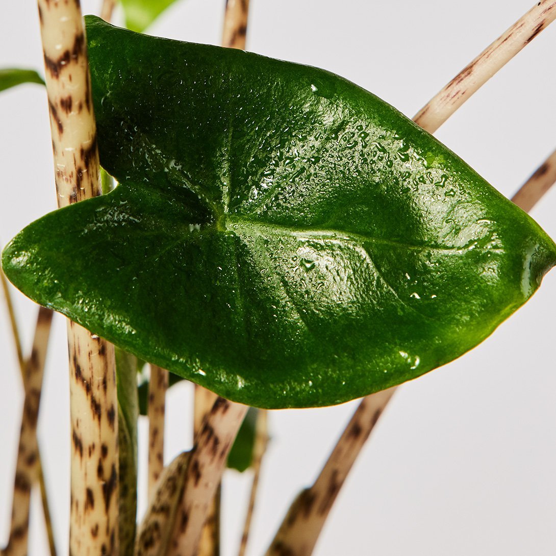 Alocasia Zebrina plant with arrow-shaped leaves zebra type stems