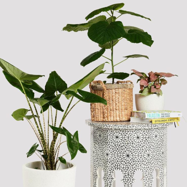 Lush green leaves of Alocasia Zebrina plant with zebra-like stems in a white pot beside a table