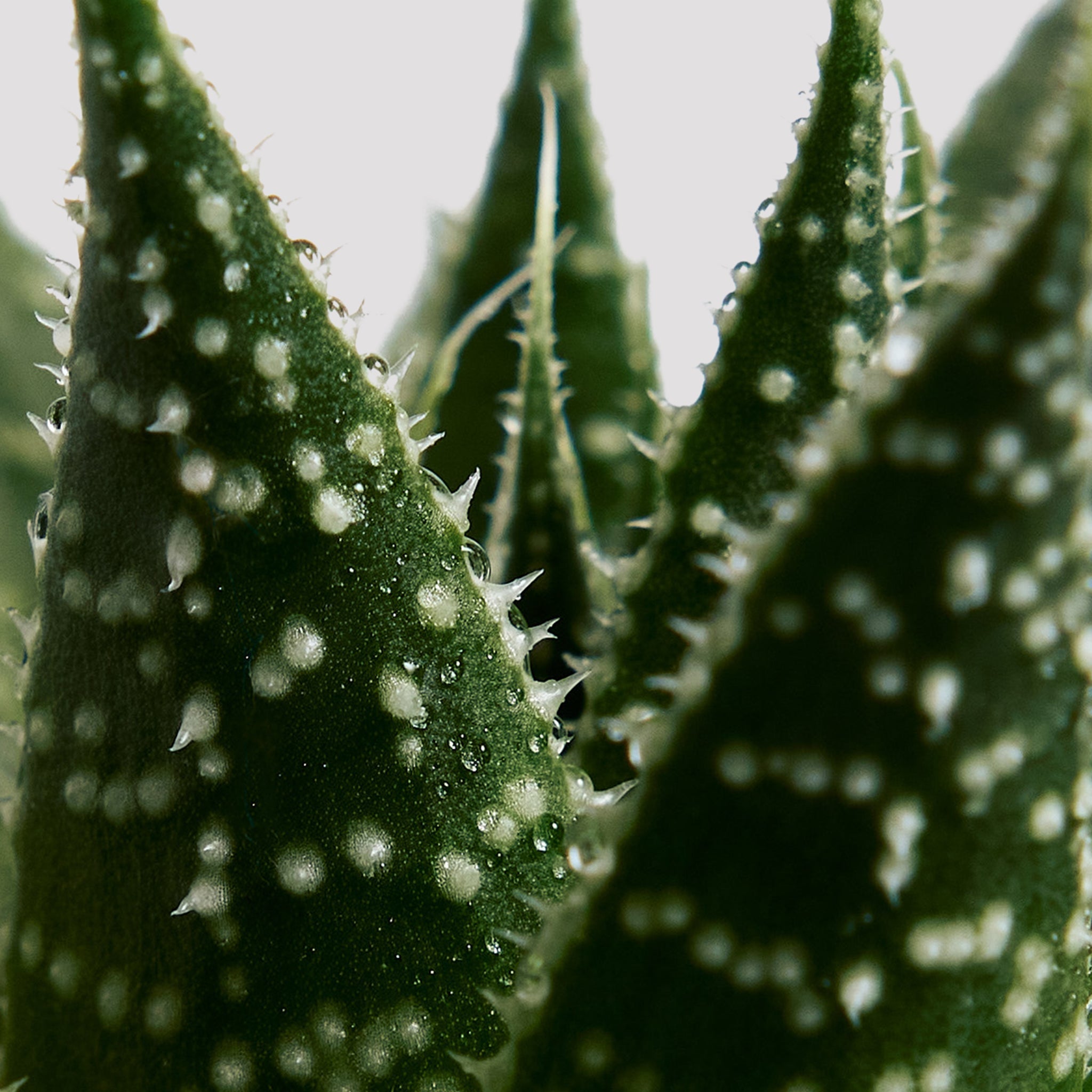 Unique Aloe Vera Aristata green leaves with white spots 