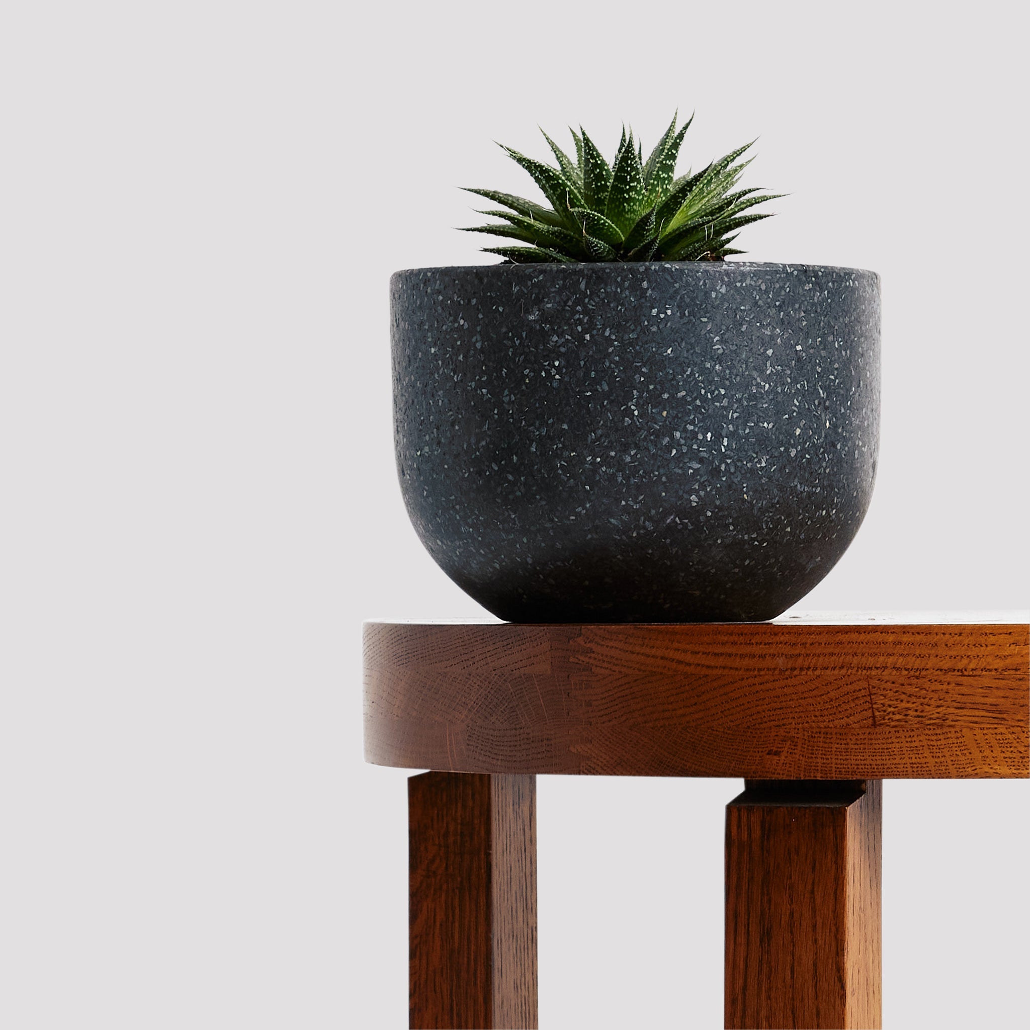 Aloe Vera Aristata showcased in a grey pot on a wooden table, a hidden gem