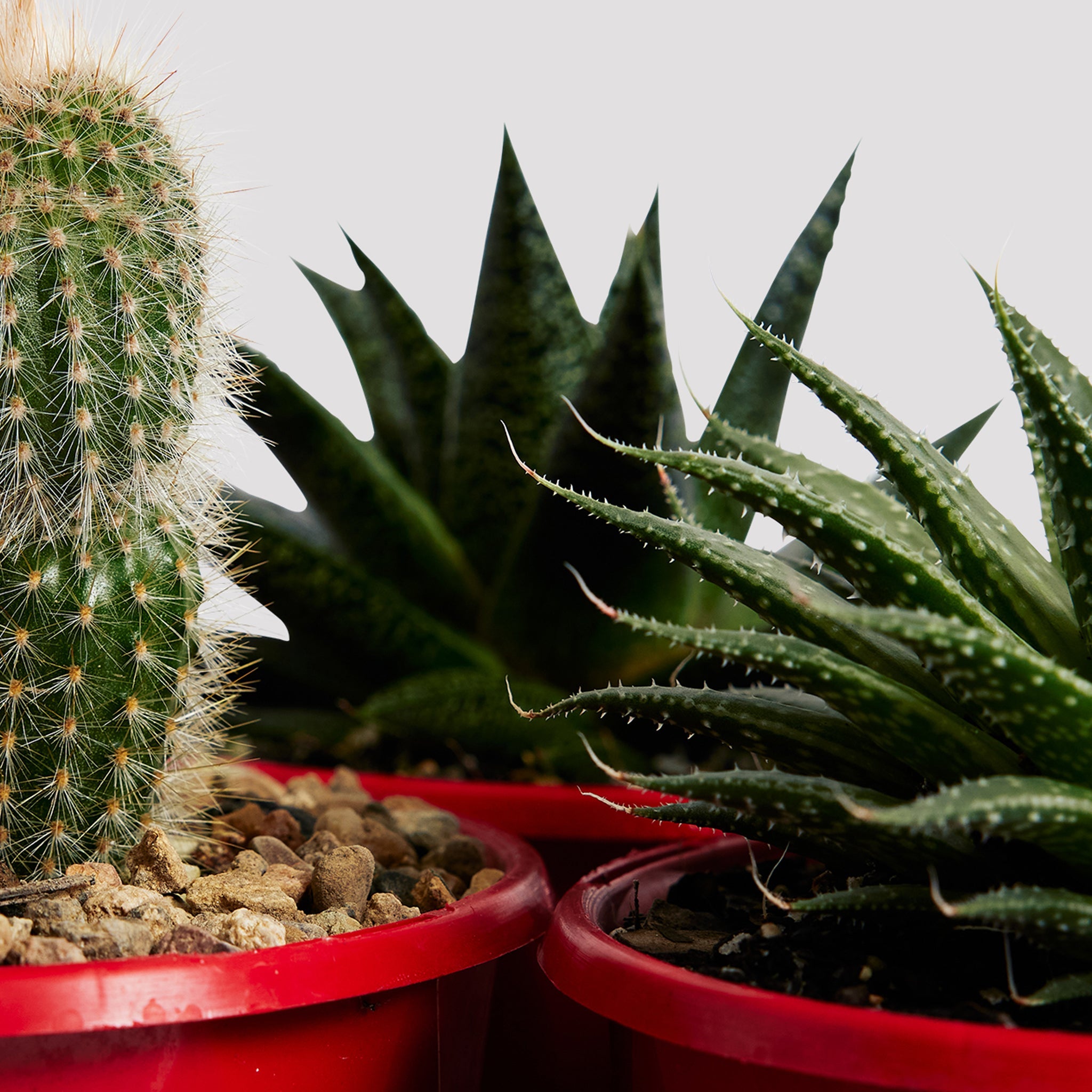 Charming Aloe Vera Flow Indoor Plant alongside other cacti