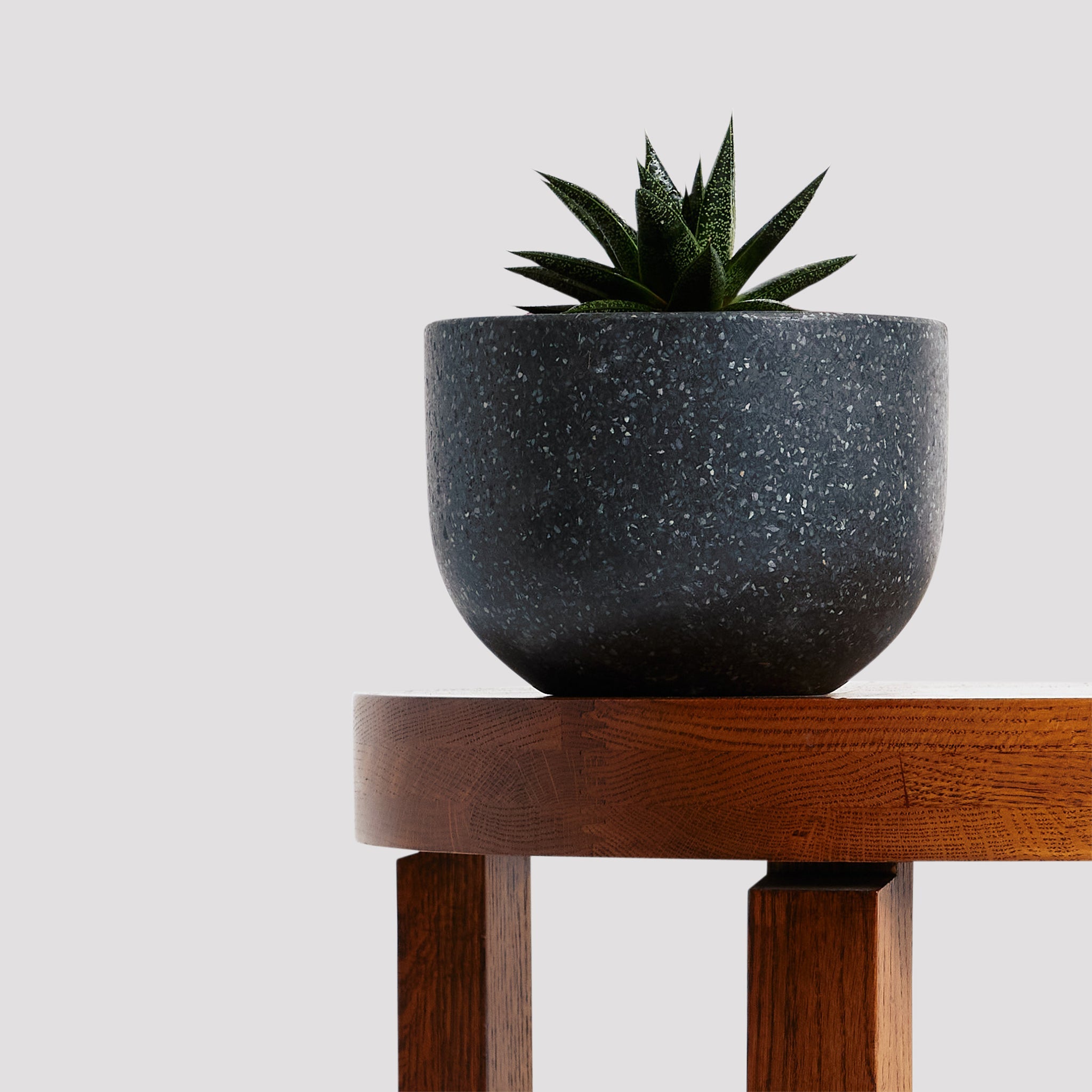 Intriguing Aloe Vera Flow Plant in Pierre Black Pot on a timber table