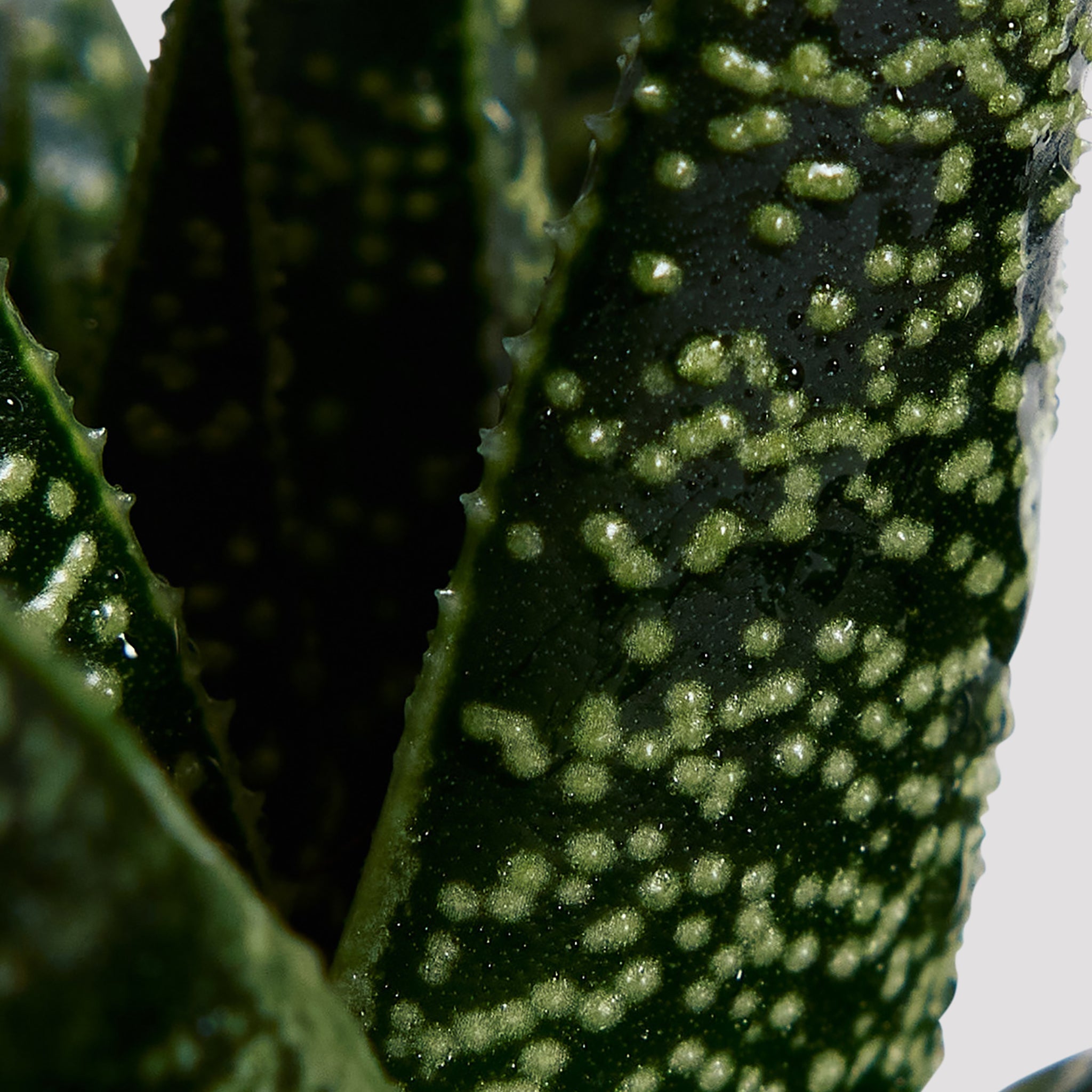 Captivating Aloe Vera Flow Leaf at The Good Plant Co