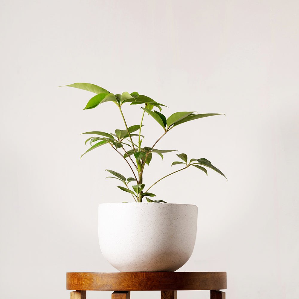 Sleek grey pot showcasing the Amate Umbrella Tree Australia, brings a hint of green elegance.