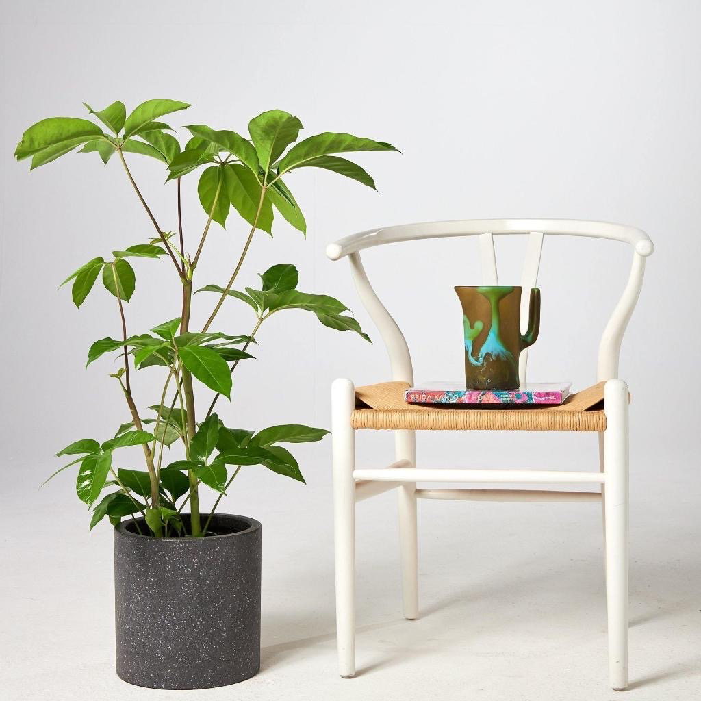 Amate Umbrella Tree Australia in a grey pot next to a cozy chair, blending nature and comfort.