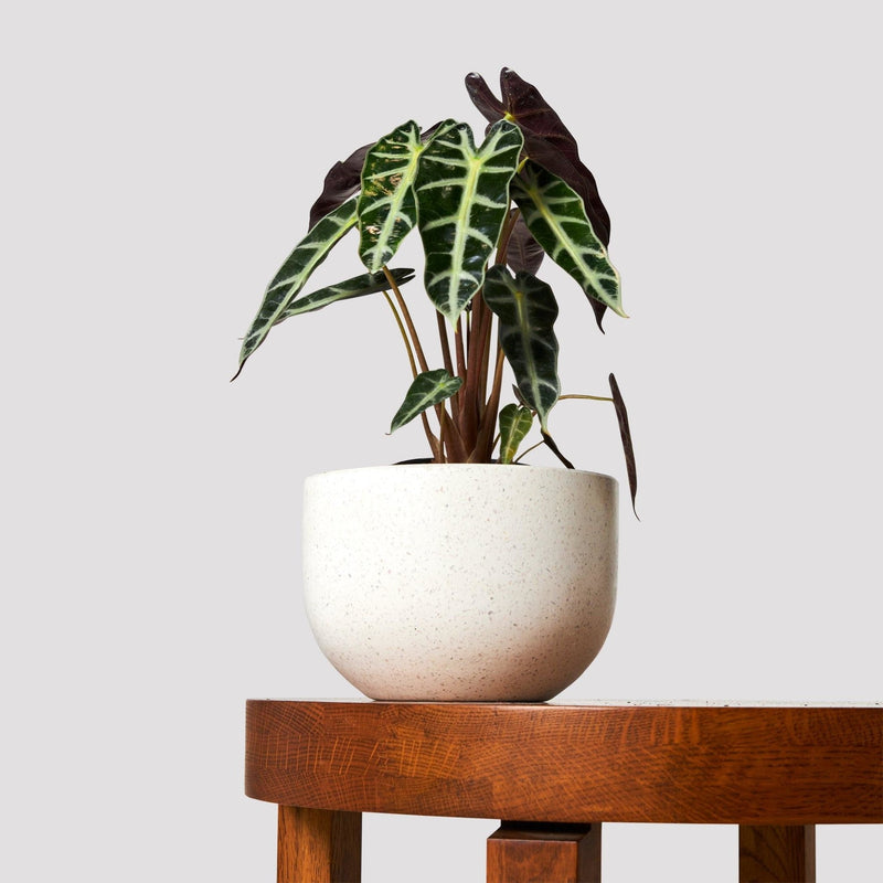 Amazonian Elephant Ear Plant in Pierre White Pot available at The Good Plant Co
