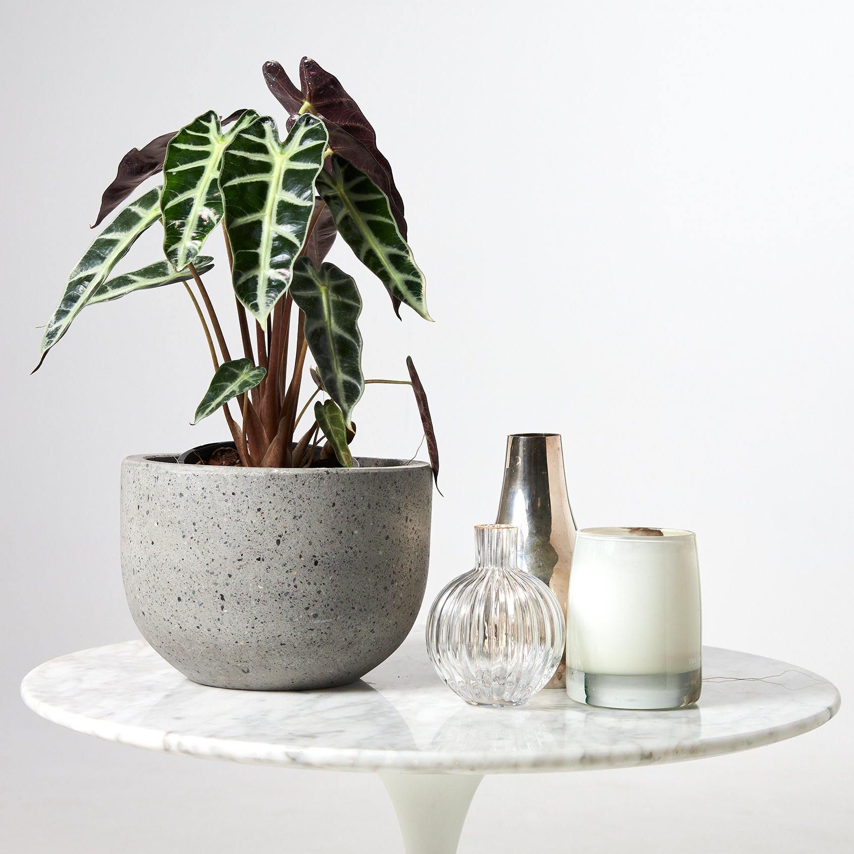 Amazonian Elephant Ear Indoor Plant showcased in a Grey Pot with accessories