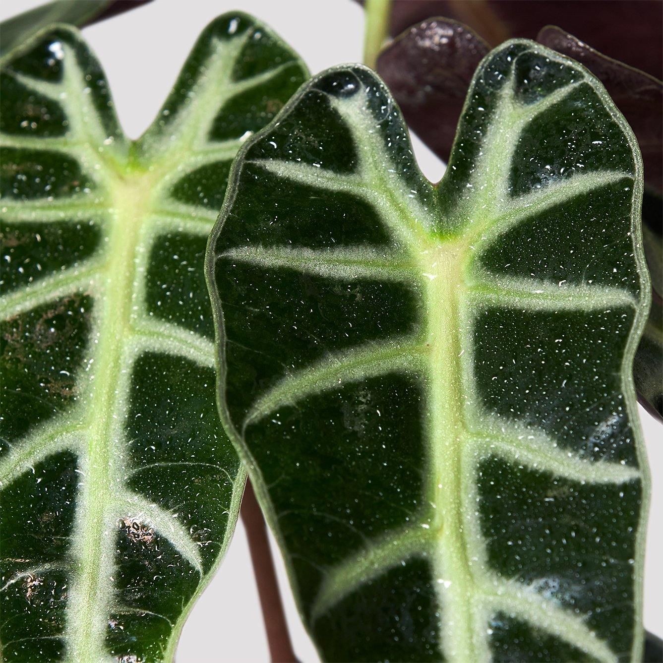 Amazonian Elephant Ear Green Leaf offered by The Good Plant Co