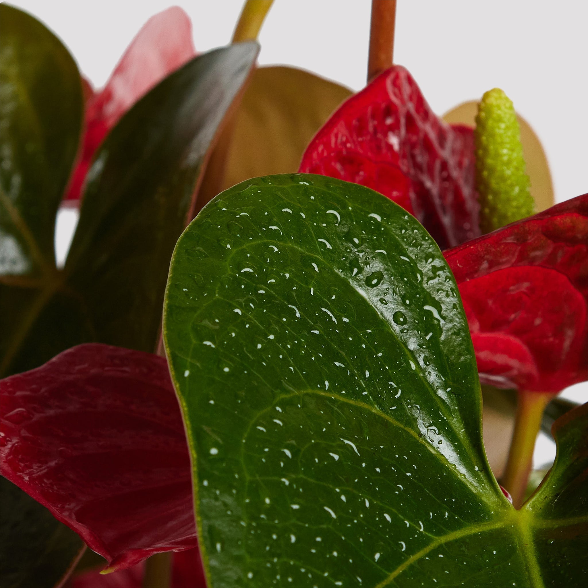 Red Anthurium Leaf at The Good Plant Co