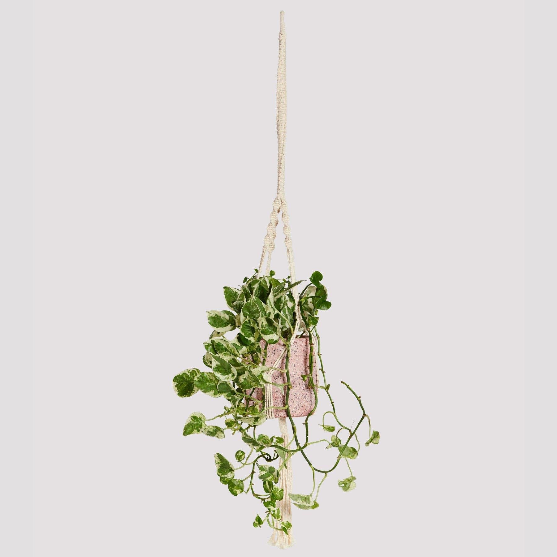 Arden Natural Rope Macrame Hanger 