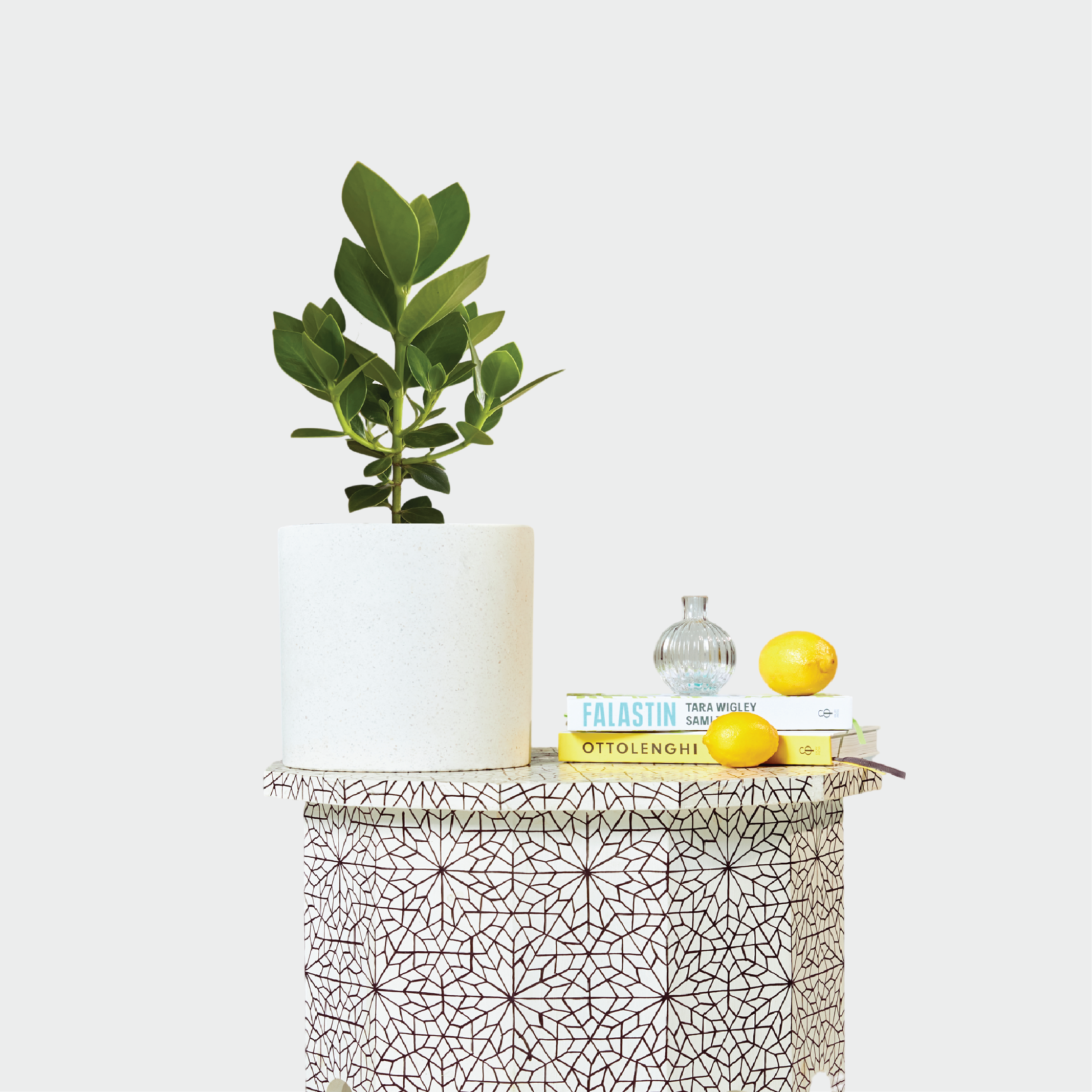 Autograph Tree nestled in a White Pot on a Morocco Table with accessories at The Good Plant Co