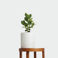 Autograph Tree in Jardin Terrazzo Pot White displayed on a table at The Good Plant Co.
