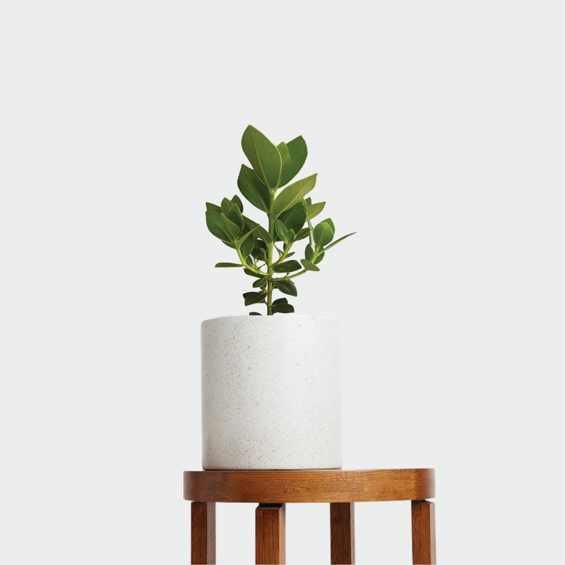 White Pot displayed on a table with an Autograph Tree
