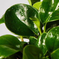 Luscious Green Leaves of a Baby Rubber Plant available at The Good Plant Co