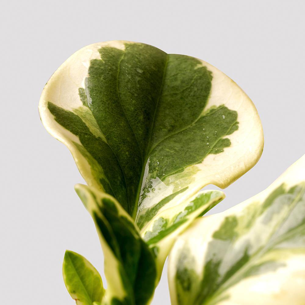 Luscious green and white leaves of the Peperomia Obtusifolia Albo-Marginata