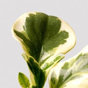 Luscious green and white leaves of the Baby Rubber Plant Albo-Marginata
