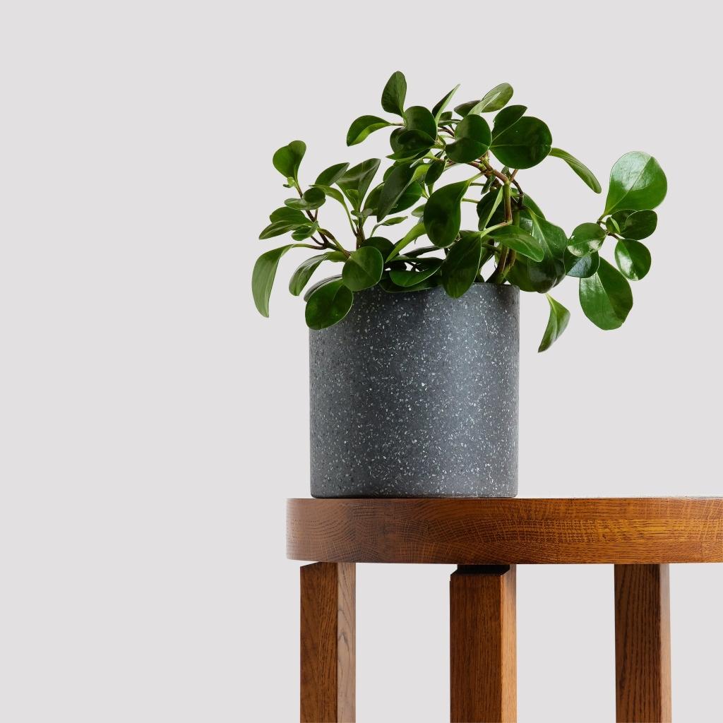 Peperomia Baby Rubber plant and black pot set