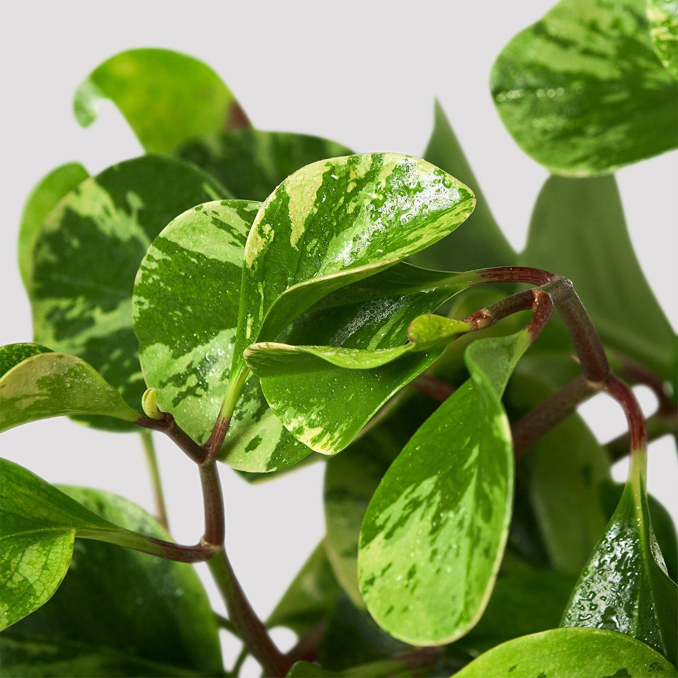 Baby Rubber Plant Variegated Leaf at The Good Plant Co