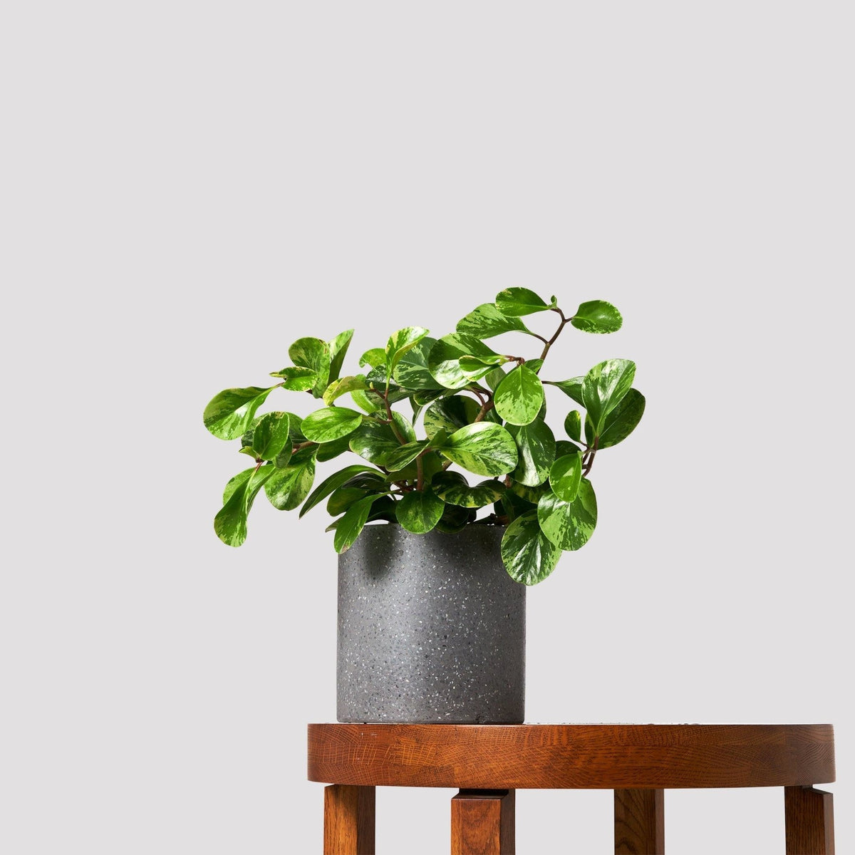 Peperomia Obtusifolia Variegated in Jardin Black Pot
