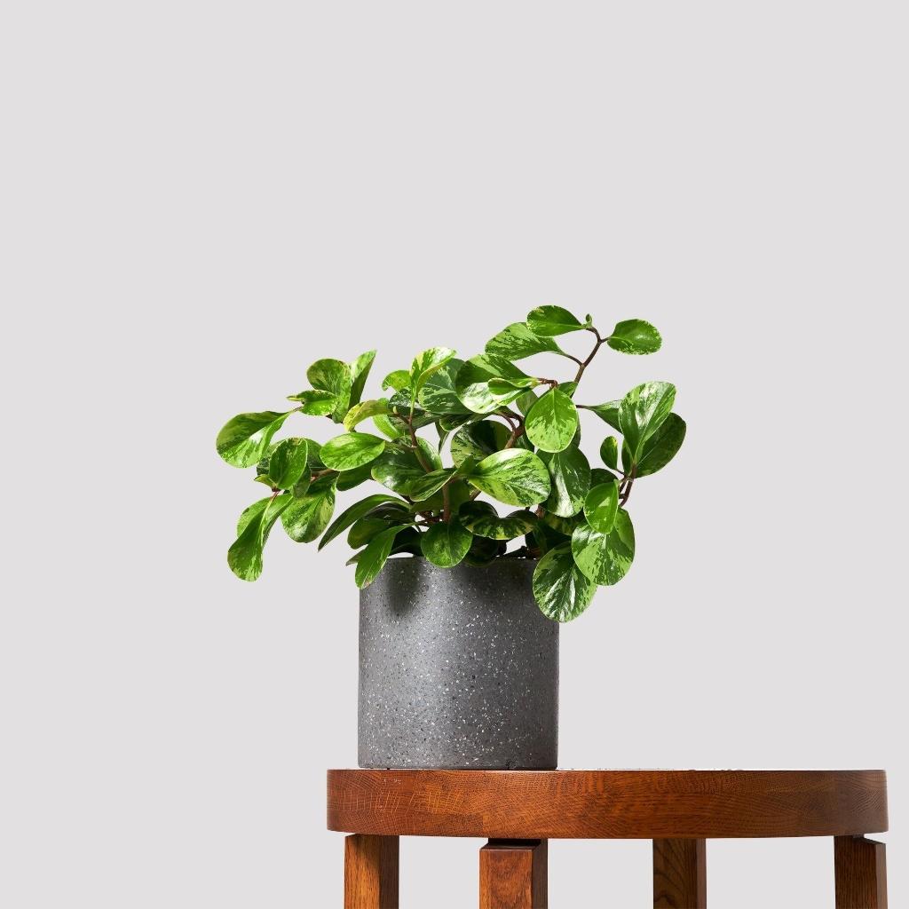 Black Indoor Pots with Variegated Baby Rubber Plant